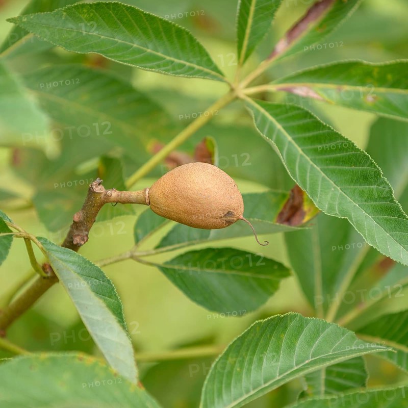 (Aesculus × mutabilis' Induta '), Arboretum Dönig Altdorf, Germany