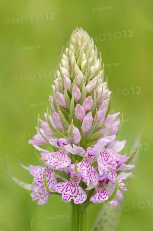 Moorland spotted orchid (Dactylorhiza maculata), North Rhine-Westphalia, Germany