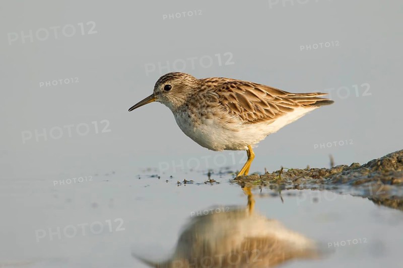 Long-toed Stint (Calidris subminuta), Phetchaburi, Thailand