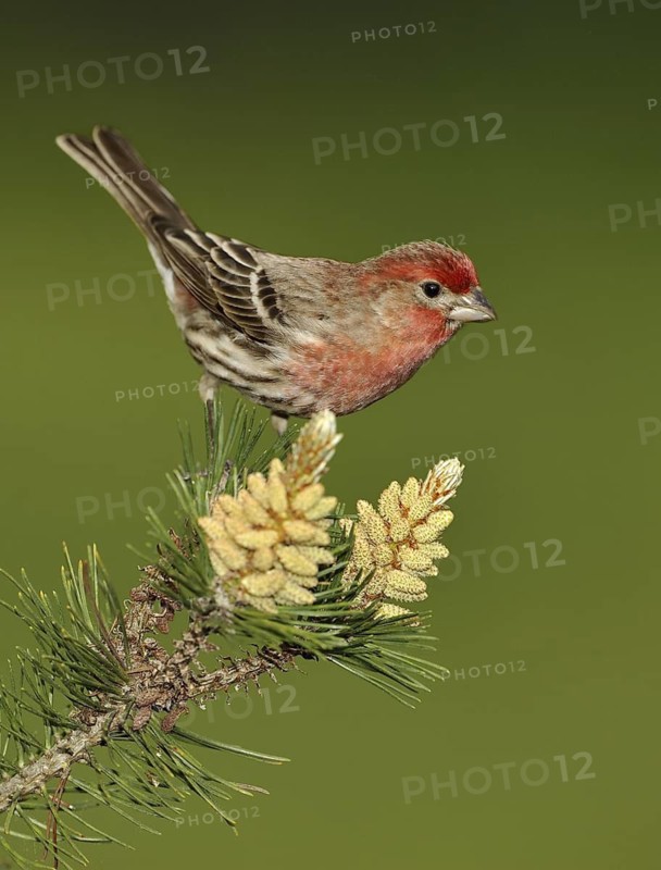 House Finch (Haemorhous mexicanus)
