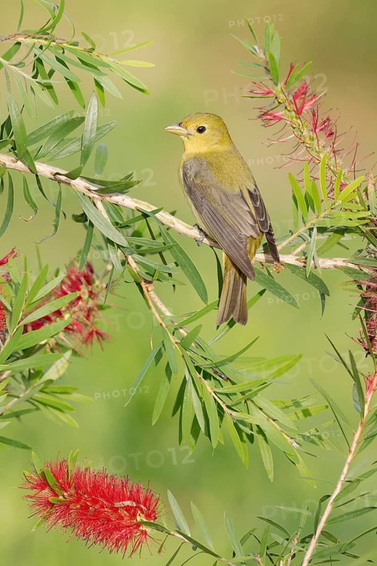 Scarlet Tanager (Piranga olivacea) female perched on a branch, Texas, USA
