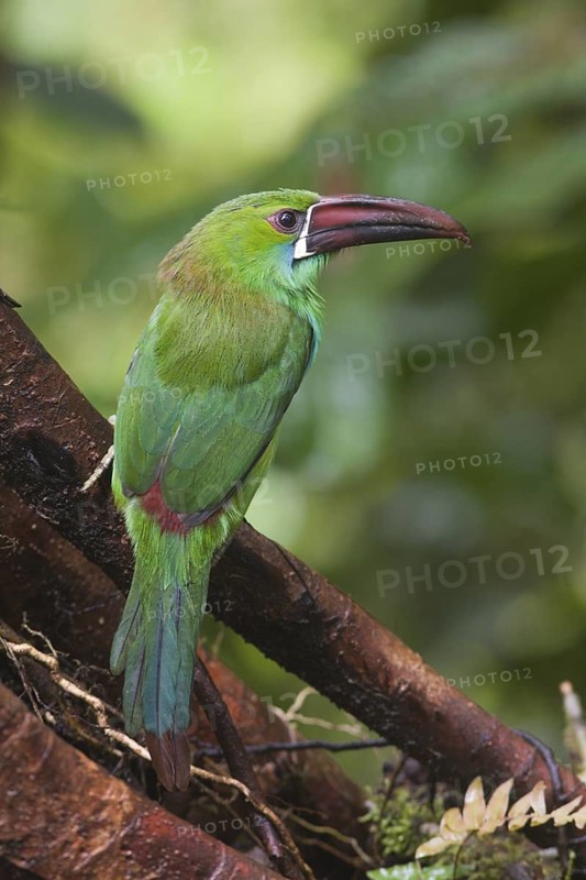 Crimson-rumped Toucanet (Aulacorhynchus haematopygus), Pichincha, Ecuador