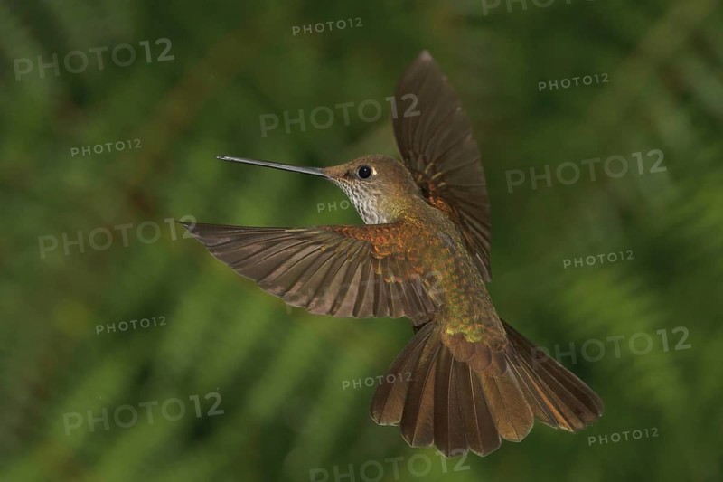 Bronzy Inca (Coeligena coeligena), Abra Patricia Protected Area, Peru