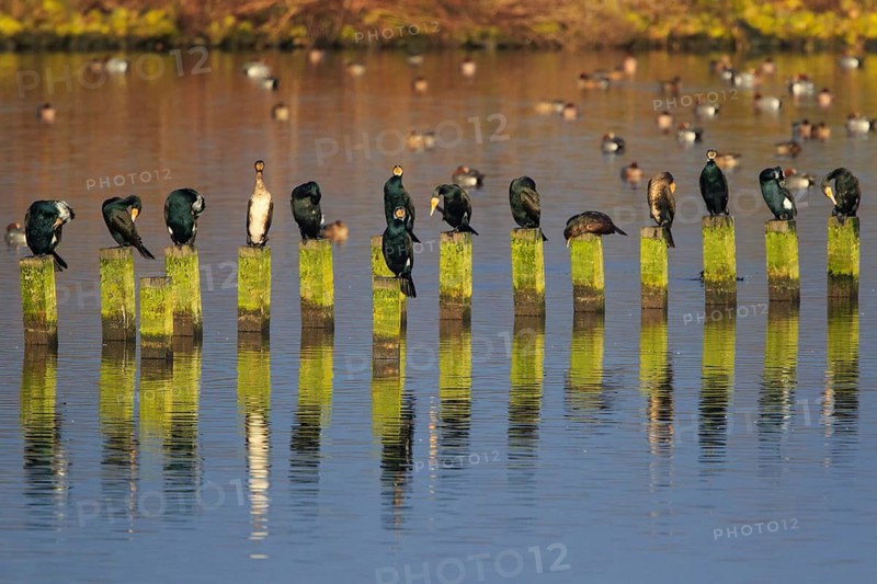 Great Cormorant (Phalacrocorax carbo), Netherlands