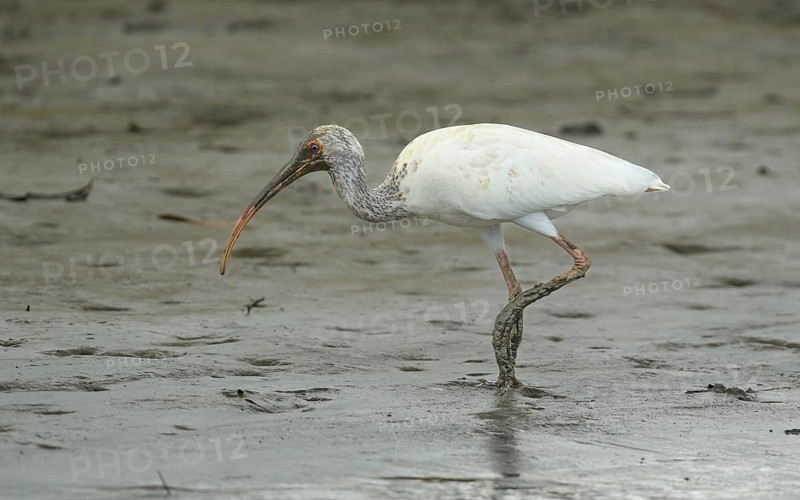 Juveniler Schneesichler (Eudocimus albus) bei der Nahrungssuche am Sierpe River