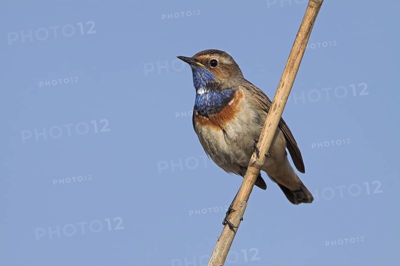 Bluethroat (Luscinia svecica cyanecula), Rhineland-Palatinate, Germany