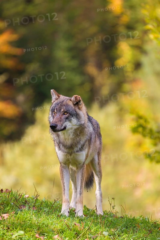 A eurasian gray wolf (Canis lupus lupus) stands on a meadow on a hill with a colourful foliage in the background