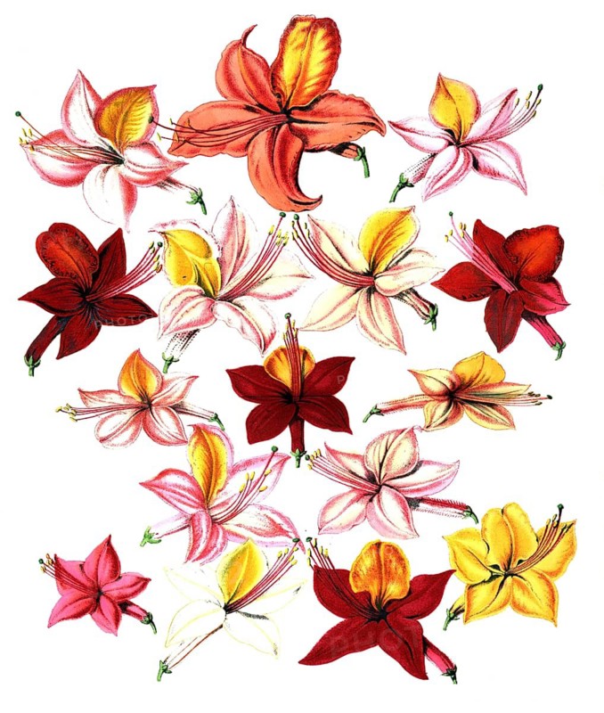 Various blossoms of azaleas, garden azalea, plant and blossom, digitally reworked reproduction of an original from the 19th century