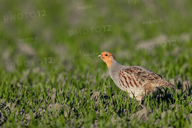 A male grey partridge (Perdix perdix) in breeding plumage searches for food in a grain field, Germany