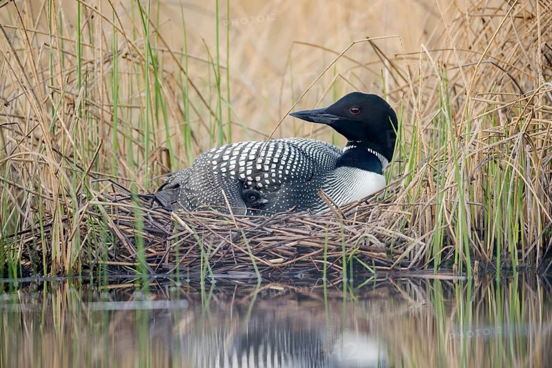 Great Northern Loon (Gavia immer) on nest with chick, British Columbia, Canada