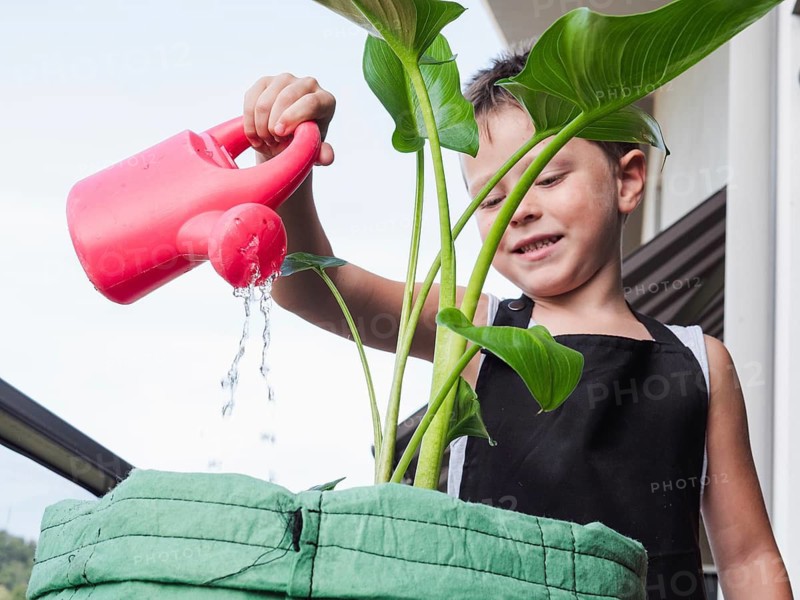 Low angle of a smiling boy waters a thriving plant plant from a vibrant red watering can, showcasing a moment of gardening enthusiasm