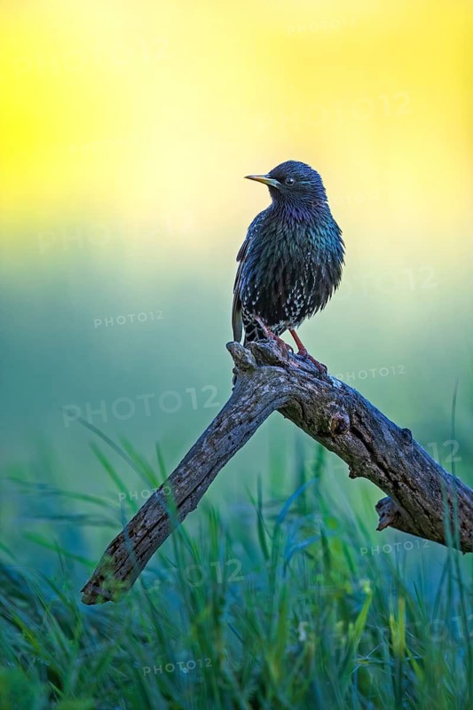 Common Starling (Sturnus vulgaris), Saxony-Anhalt, Germany