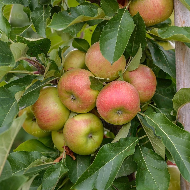 Columnar apple (Malus domestica 'Rhapsodie'),  Germany
