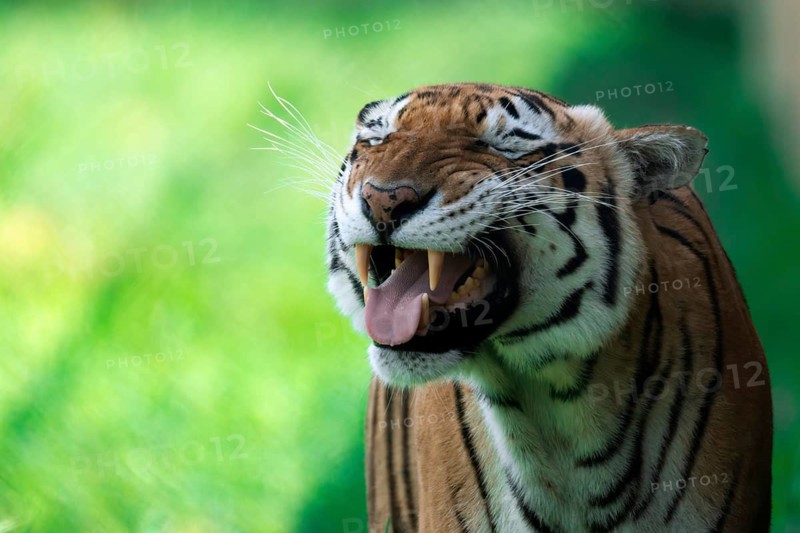 A close-up shot of a Bengal tiger, Panthera tigris tigris, captured mid-yawn against a vibrant green background, highlighting its sharp teeth and distinctive fur pattern