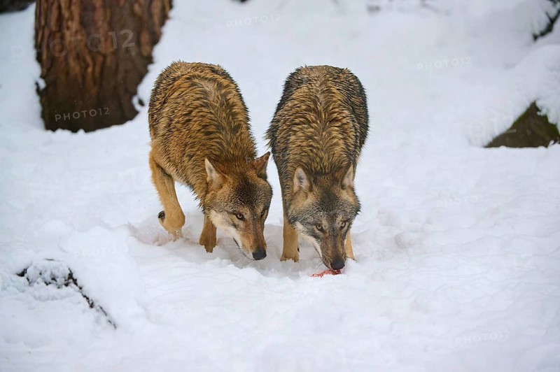 Two wolves, surrounded by snow, exploring the terrain in search of food, winter, wolf (Canis lupus), Germany