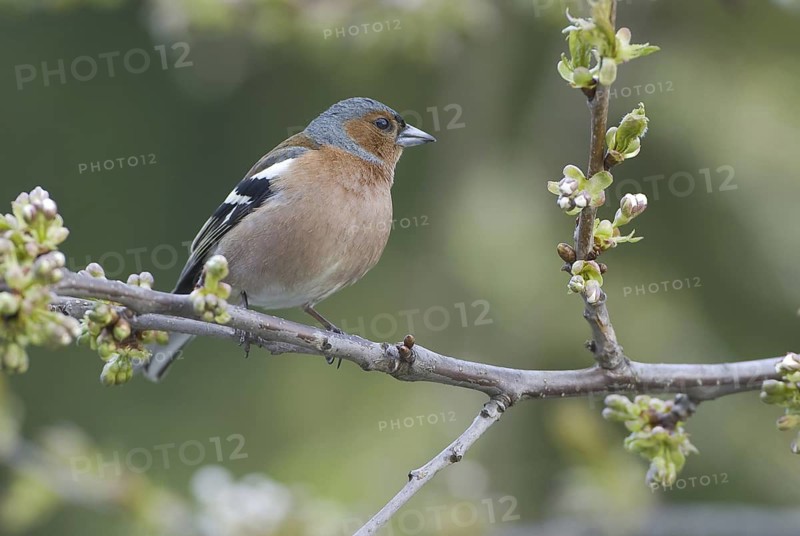 Common Chaffinch (Fringilla coelebs) male, Saxony, Germany