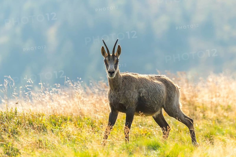 Chamois (Rupicapra rupicapra) on a meadow in the Vosges Mountains, wildlife, France