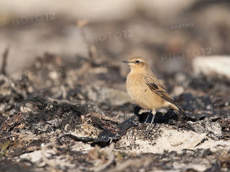 Northern Wheatear (Oenanthe oenanthe), Schleswig-Holstein, Germany