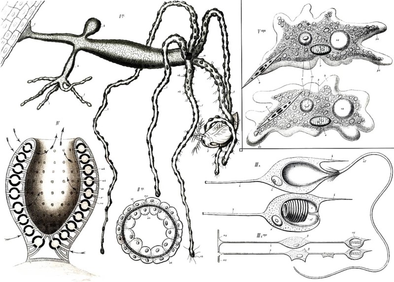 Anatomy of freshwater polyps (genus Hydra), small, tubular cnidarians, reproduction of a historical school picture, mural or educational panel, authentic, exact date unknown