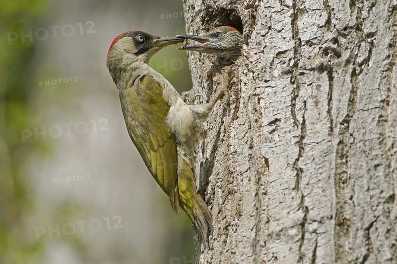 European Green Woodpecker (Picus viridis) juvenile, Saxony, Germany