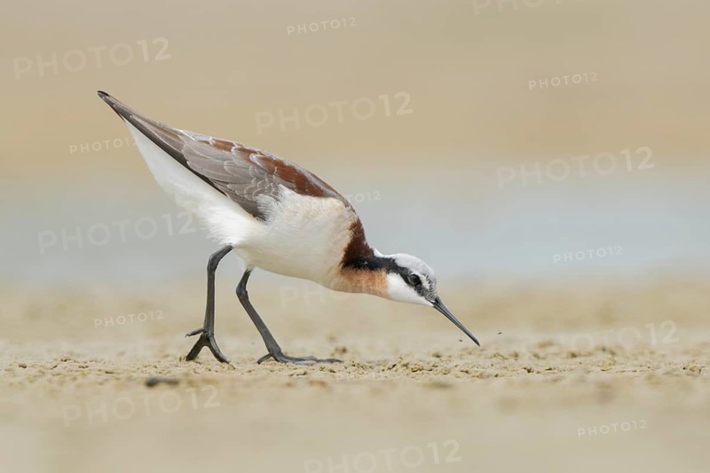 Wilson's Phalarope (Phalaropus tricolor) foraging, Texas, USA