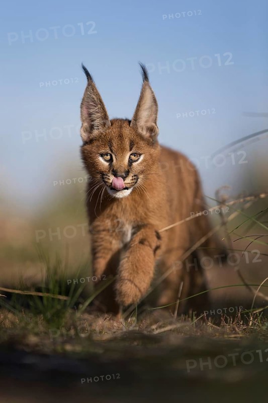 Caracal (Caracal caracal) cub walking and licking its face, Castile-La Mancha, Spain