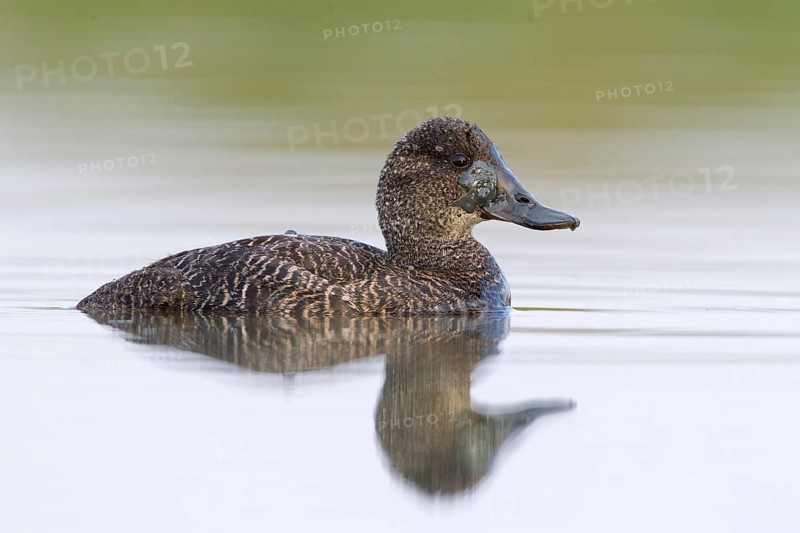 Blue-billed Duck (Oxyura australis) female, Victoria, Australia