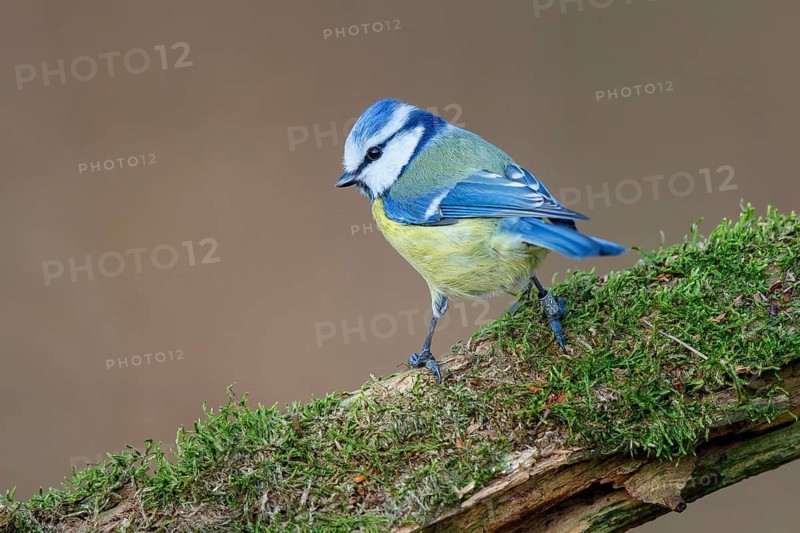 Eurasian Blue Tit (Cyanistes caeruleus) perched on mossy trunk, North Rhine-Westphalia, Germany