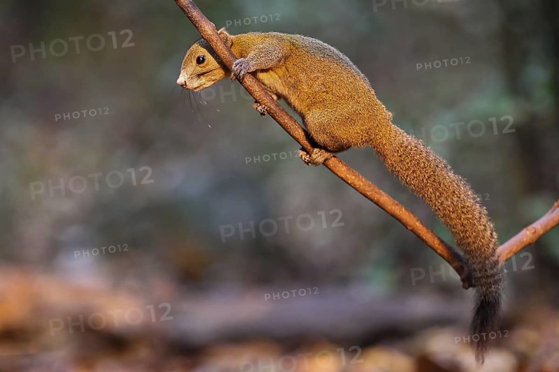 Graubauchhörnchen (Callosciurus caniceps) im Morgenlicht im Regenwald auf Ast kletternd, Kaeng Krachan Nationalpark, Thailand