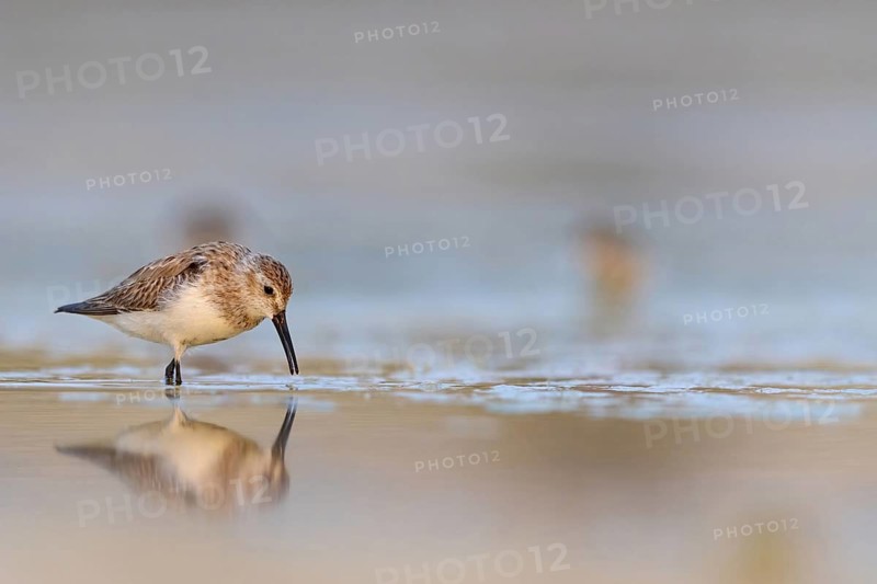 Animal, Animals, Bird, Birds, dunlin (Calidris alpina), Snipe bird, East Khawr / Khawr Ad Dahariz, Heligoland, Schleswig-Holstein, Federal Republic of Germany