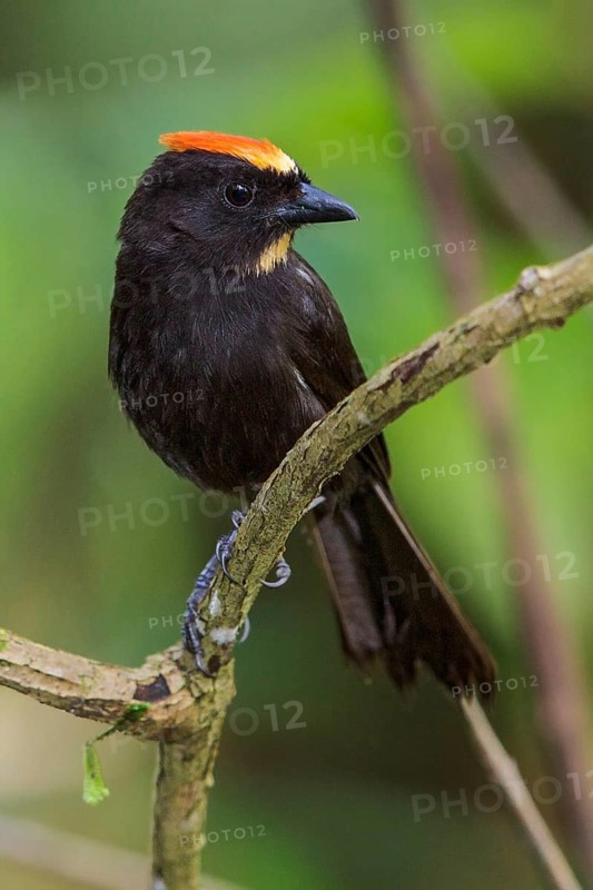 Flame-crested Tanager (Tachyphonus cristatus) perched on a branch in the Atlantic rainforest of southeast Brazil