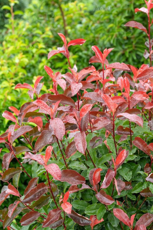 Medlar (Photinia × fraseri 'Camilvy'), Cambridge Botanical Garden, Germany