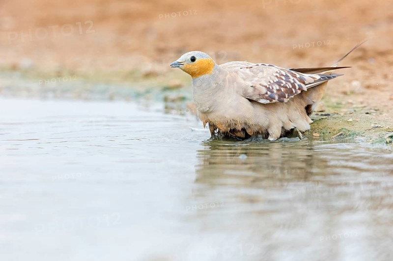 Tropical Sandgrouse, (Pterocles senegallus), animals, birds, flying fowl, Senegal flying fowl, family of flying fowl, Celias Waterhole, Ezuz, HaDarom, Israel