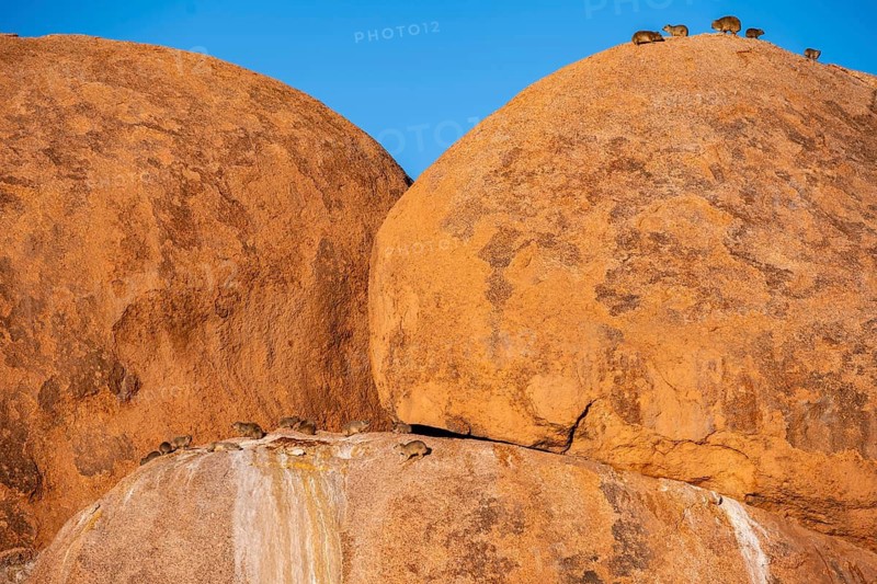 Rock hyrax (Procavia capensis) on a big boulder, Pontok-Berge, Spitzkoppe, Große Spitzkuppe Nature Reserve, Namibia