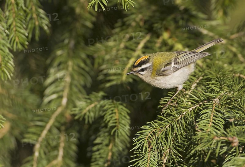 Common Firecrest (Regulus ignicapilla), Saxony, Germany