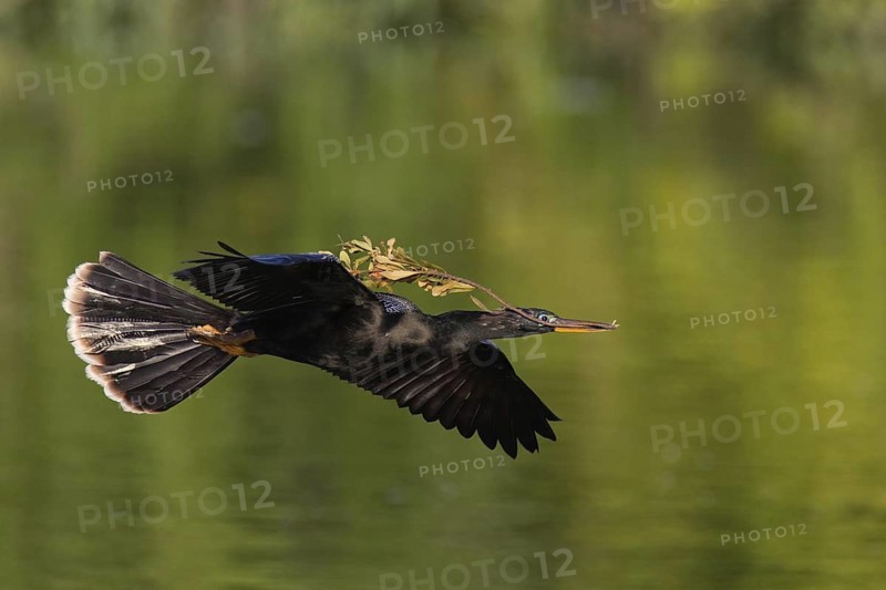 Anhinga (Anhinga anhinga), Florida, USA