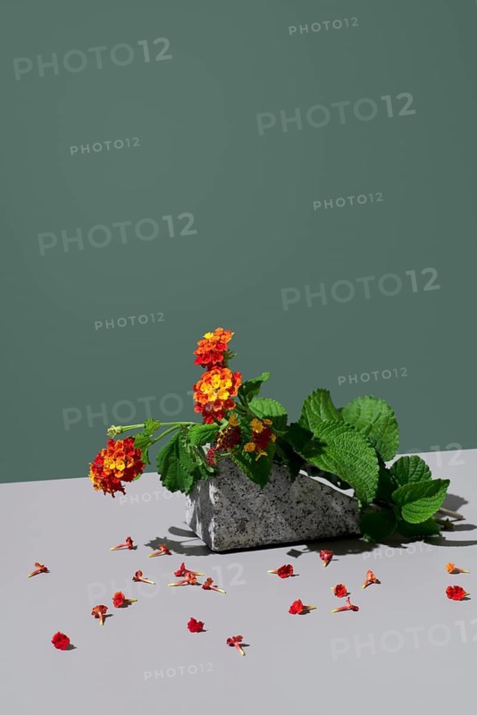 Red and yellow Lantana camara flowers rest on a textured stone against a dark green background. Petals are scattered on a gray surface, highlighting the plant's vibrant colors