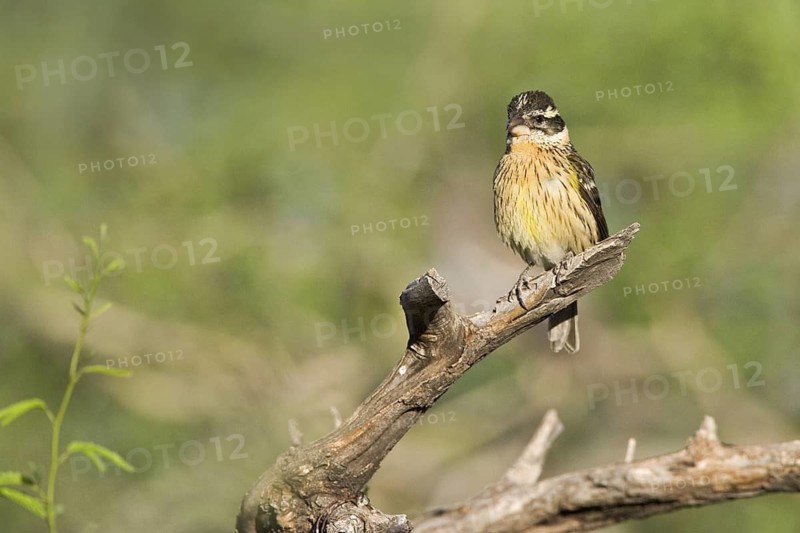 Black-headed Grosbeak (Pheucticus melanocephalus) female, Arizona, USA