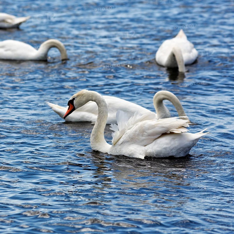 Höcker swans swimming in shallow water, Ottenby Nature Reserve, UNESCO World Heritage Site, Öland Island, Kalmar län, Sweden