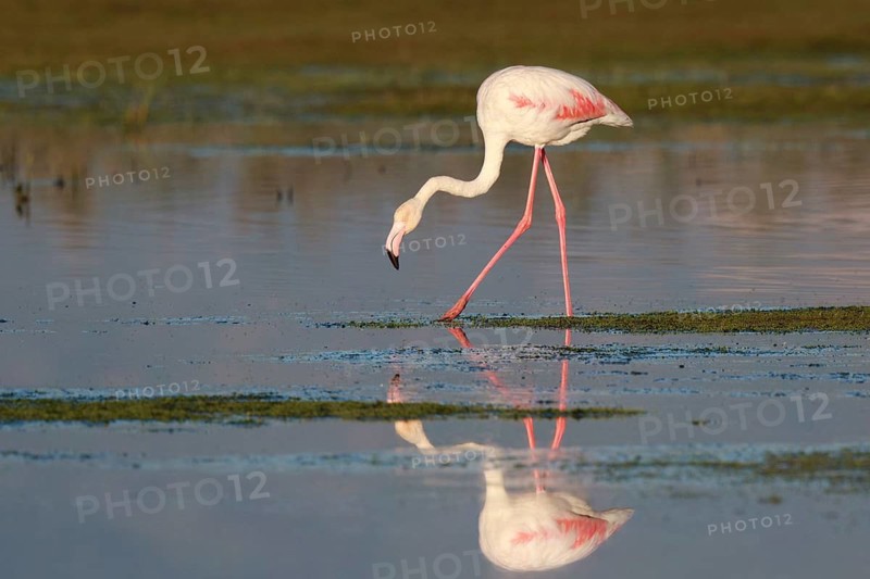 Greater Flamingo (Phoenicopterus roseus) foraging in shallow water, Greece