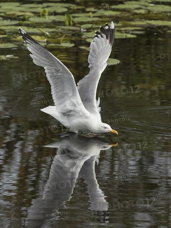 European Herring Gull (Larus argentatus) flying, Schleswig-Holstein, Germany