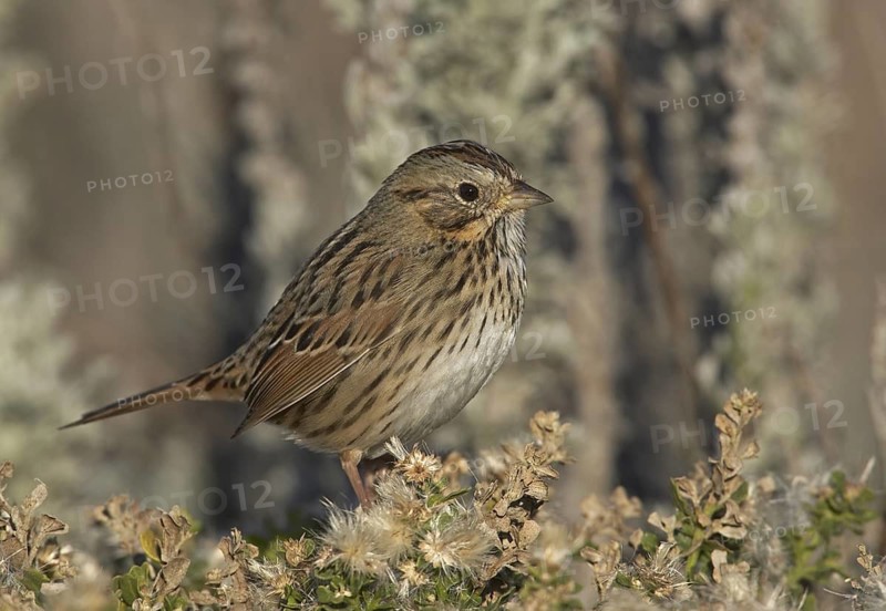 Lincoln's Sparrow (Melospiza lincolnii), California, USA