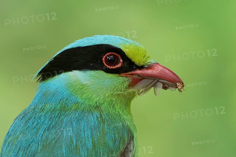 Common Green Magpie (Cissa chinensis) with Termites in beak, West Bengal, India