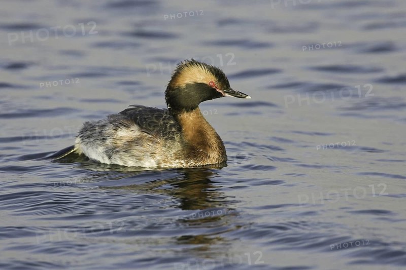 Horned Grebe (Podiceps auritus), California, USA