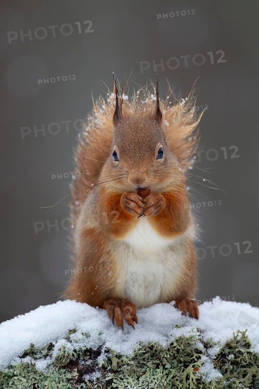 Red squirrel (Sciurus vulgaris) adult animal feeding on a nut on a tree branch covered in snow in winter, Scotland, United Kingdom