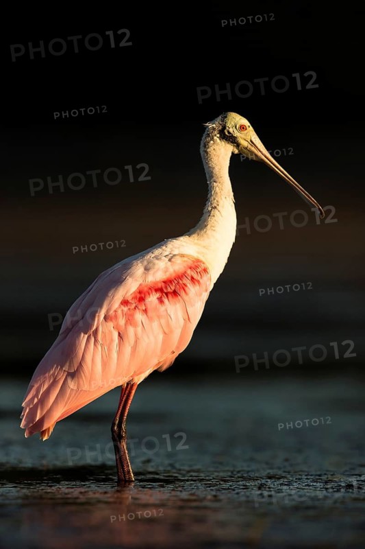 Roseate Spoonbill (Platalea ajaja) foraging in shallow water, Florida, USA