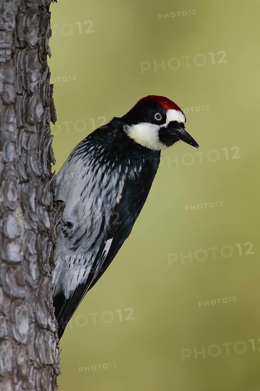 Acorn Woodpecker (Melanerpes formicivorus), Arizona, USA