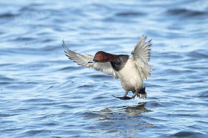 Common pochard (Aythya ferina) adult male duck in flight landing on a lake, England, United Kingdom