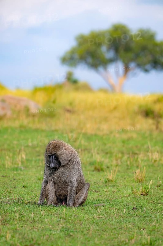 Anubis baboon or green baboon (Papio anubis) foraging in the grass, male, Murchison Falls National Park, Western Region, Uganda