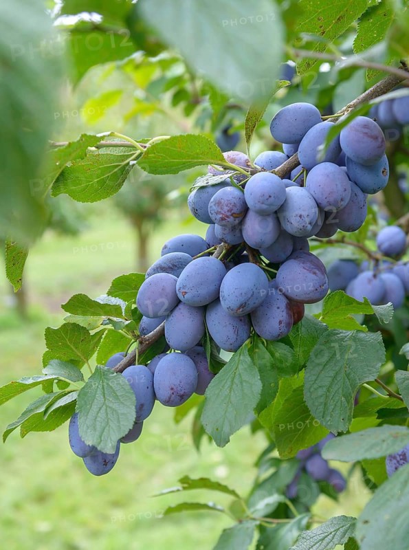 Plum (Prunus domestica CACAKS FRUCHTBARE), Bundessortenamt, Marquardt testing centre, Federal Republic of Germany